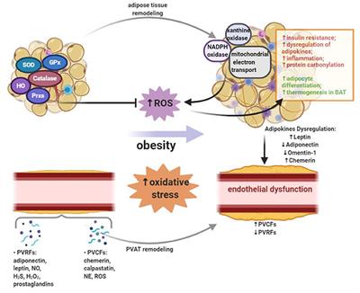 The Interplay Between Adipose Tissue and Vasculature: Role of Oxidative Stress in Obesity